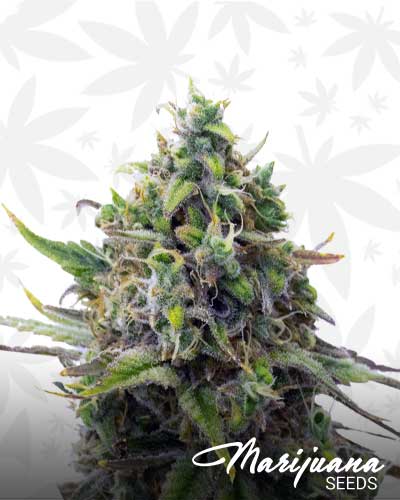 Valley Fire Marijuana Seeds