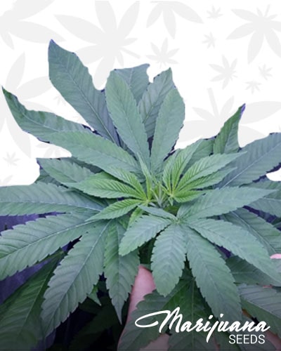 Valley OG x Pre Soviet Afghani min