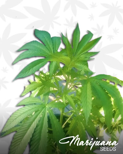 Vermont Indica