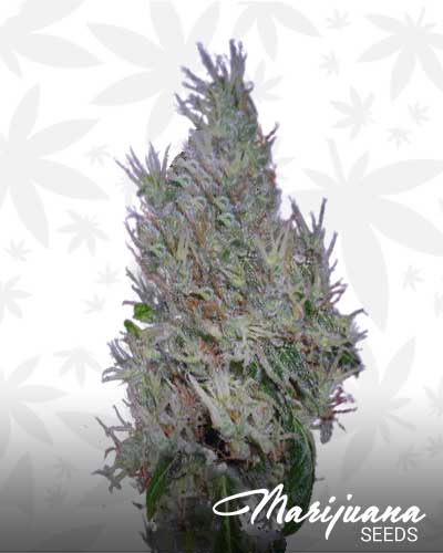 Viejo Toby Marijuana Seeds