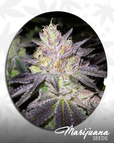 Wedding Cake Bx1