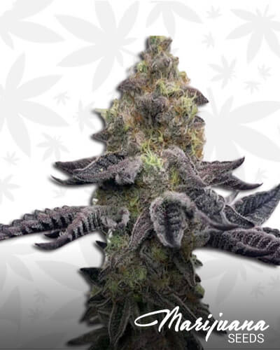 Wedding Cake F4
