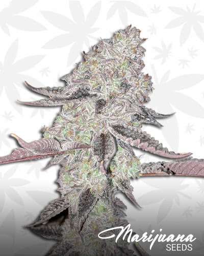 Wedding Cake x Gelato 33