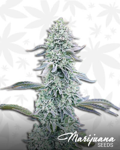 Wedding Cake x Watermelon Zkittlez
