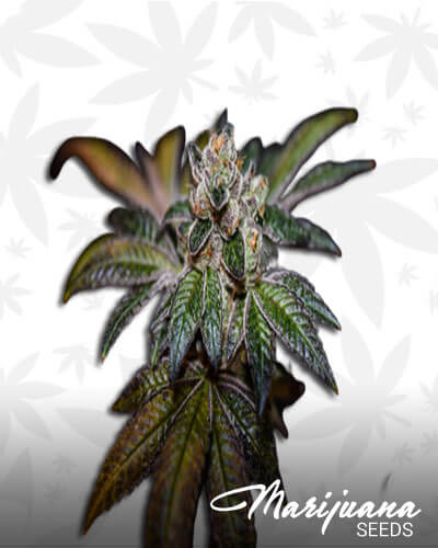 Weed and Cookies
