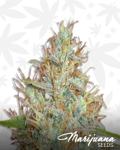 Wellness OG