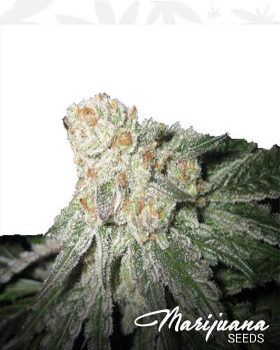 West Coast Purple Affie