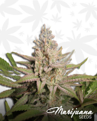 White Afghani