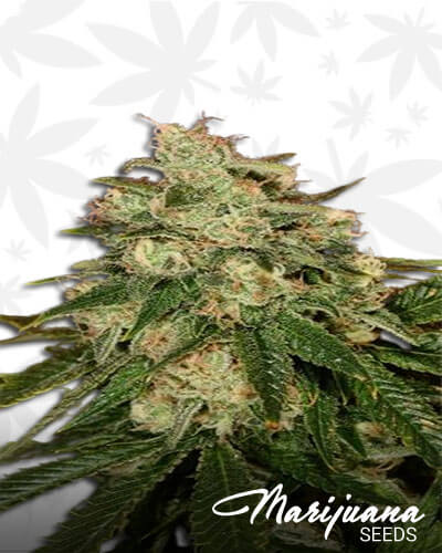 White Apollo 710