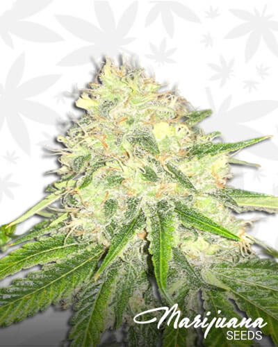 White Bananas