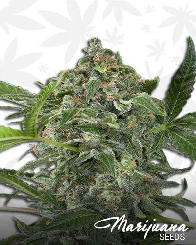 White Cheese Automatic