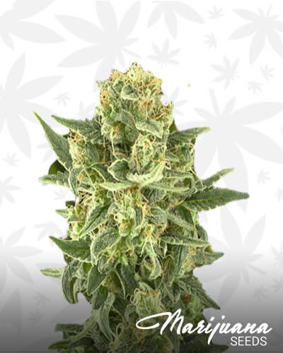 White Cheese Fast Flowering