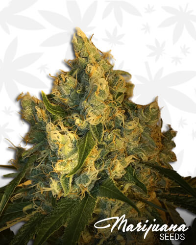 White Choco Autoflower