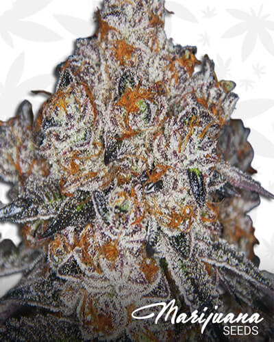 White Fire Gelato