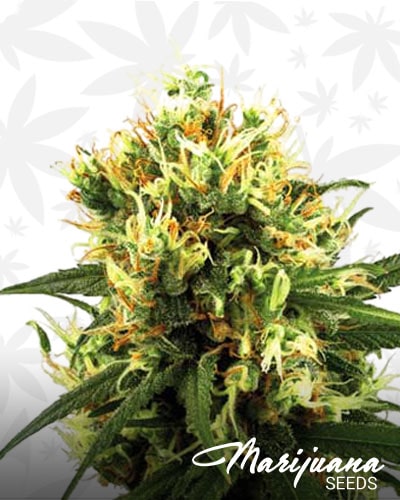 White Haze Automatic min
