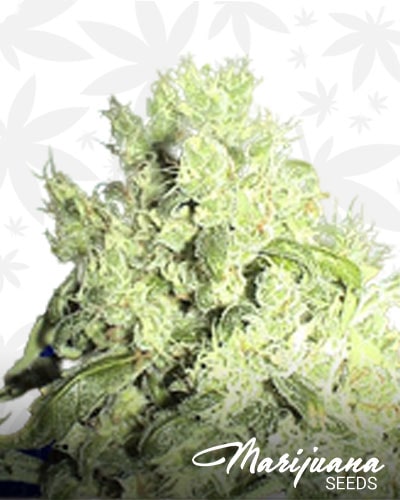 White Indica min 1