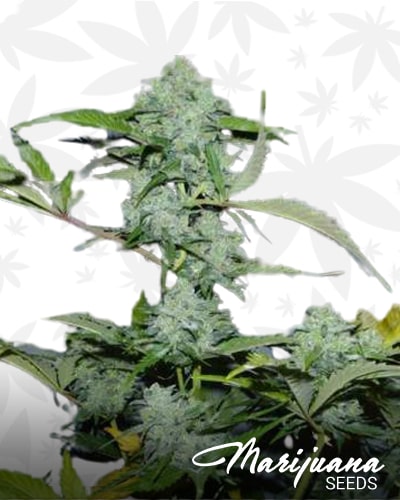 White Russian Autoflowering 1 min