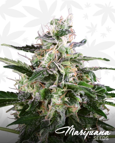White Skunk Automatic min