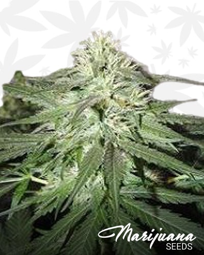 White Widow Bubble min