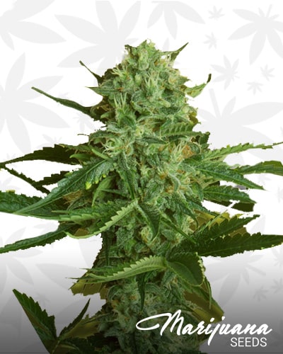 White Widow Haze min