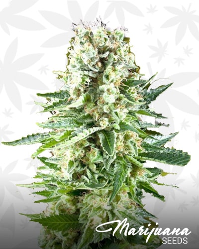 White Widow XL min 1