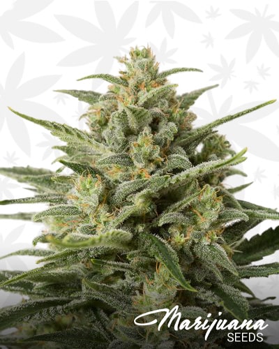 White Widow XXL Autoflowering min 1
