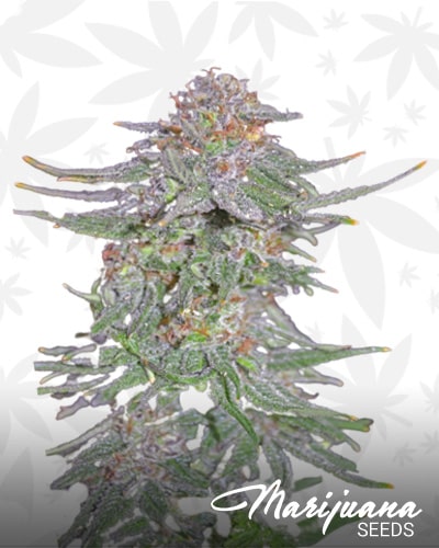White Widow x AK Early Version min 1