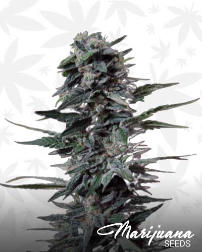 White Widow x Ak47 Marijuana Seeds