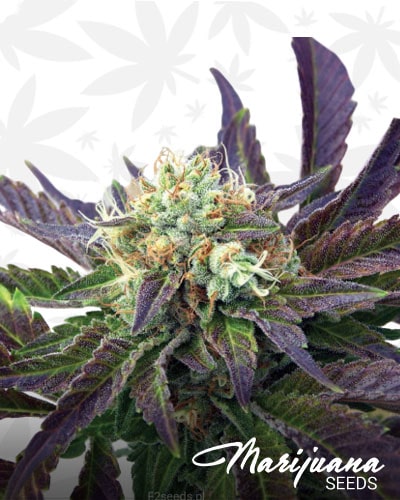White Widow x Crystal Meth min 1