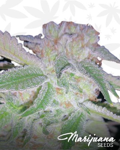 White Woods Cookies min 1