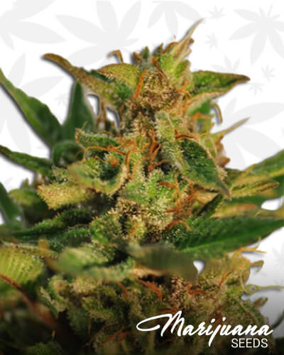 Willie Nelson Autoflowering