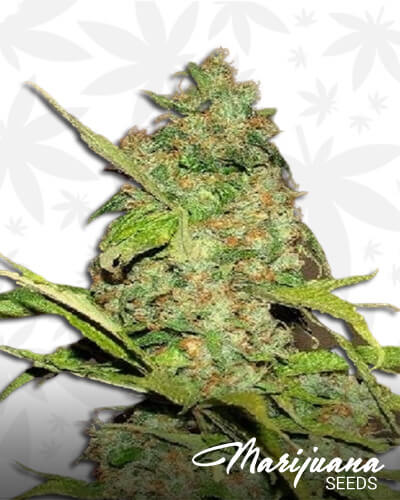 Wonderberry