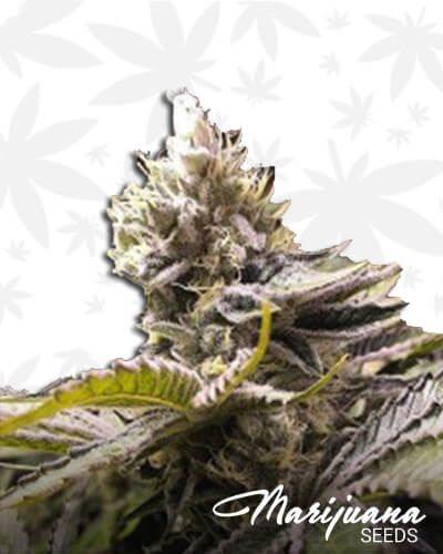 XO Raspberry Glue