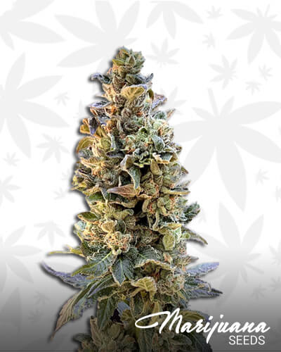 XTC OG