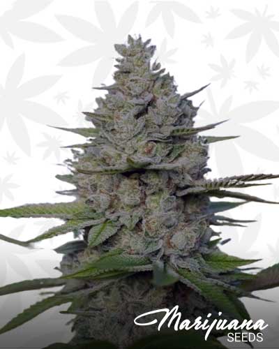Zululand Sour Marijuana Seeds