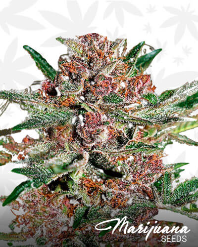bubba kush 1