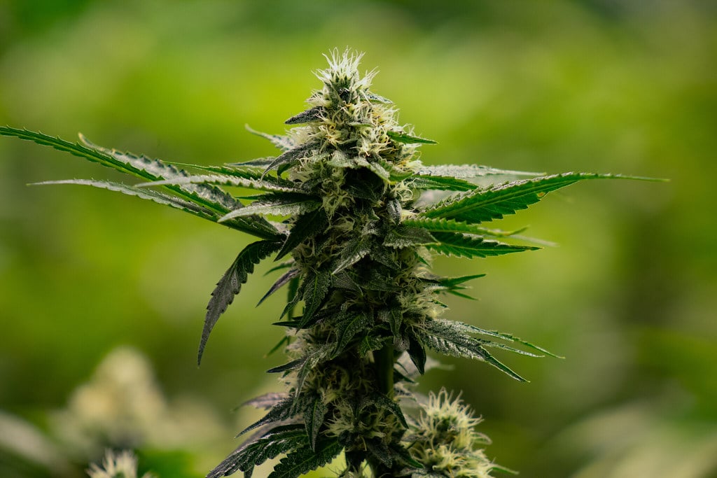 phytocannabinoids