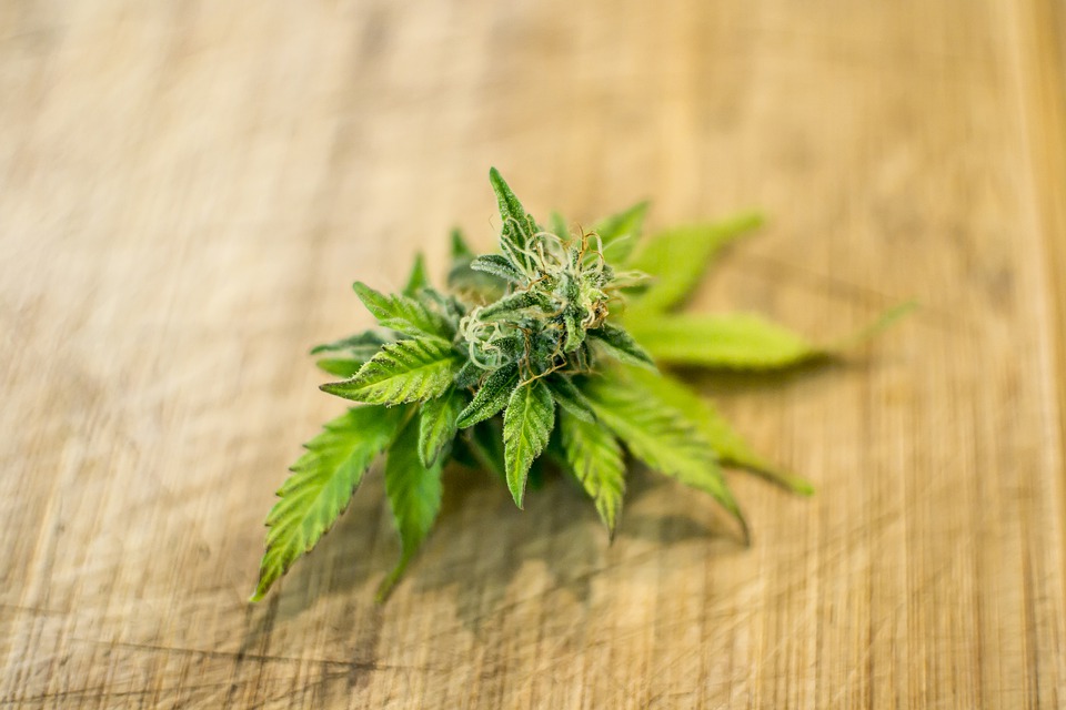 Herb Flora Nature Desktop Cannabis Leaf Marijuana 3065616