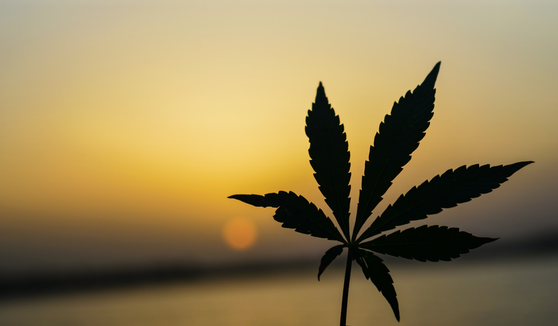 how much thc is in weed
