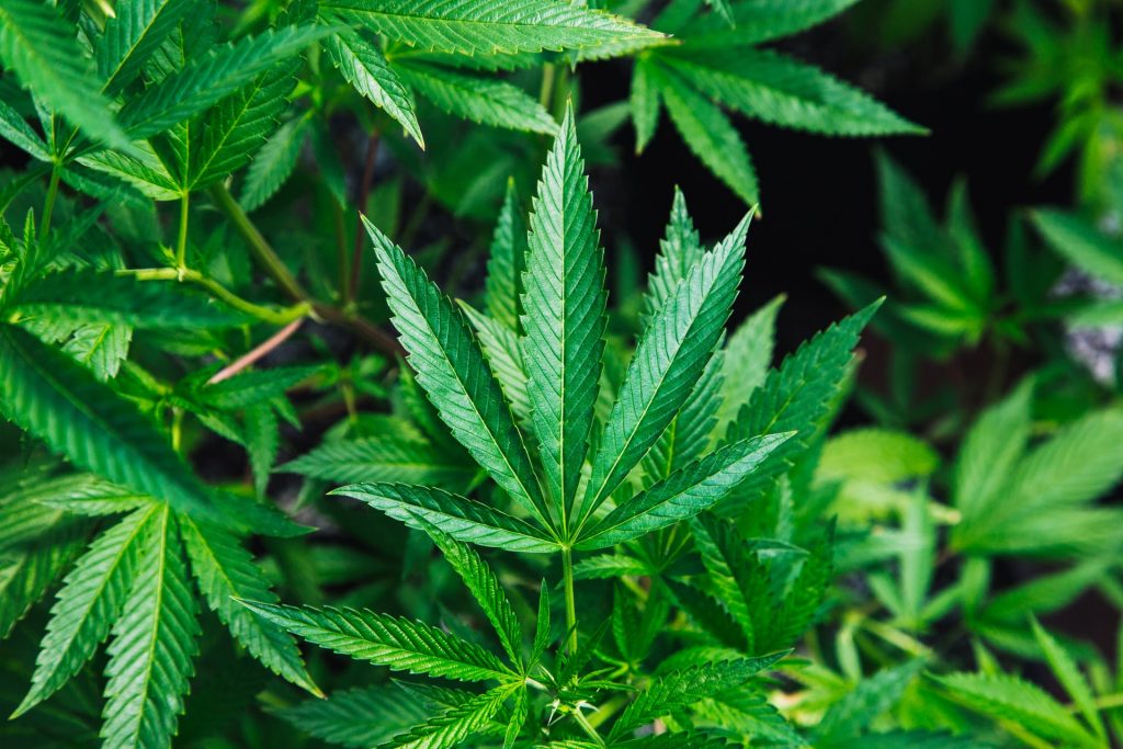 what to do with moldy weed