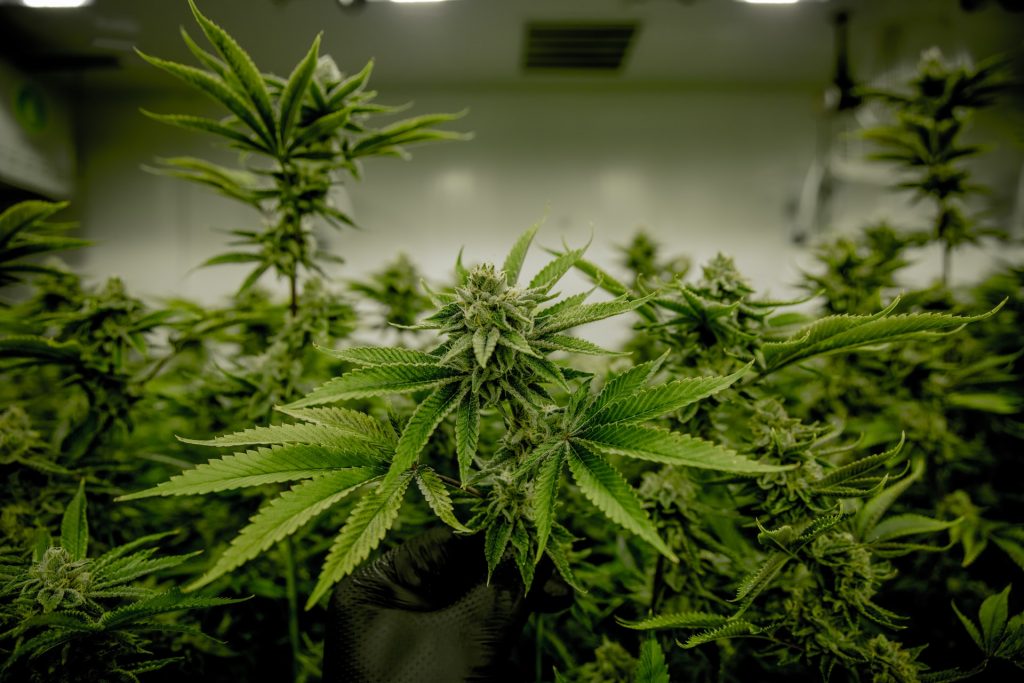thca uses and benifits