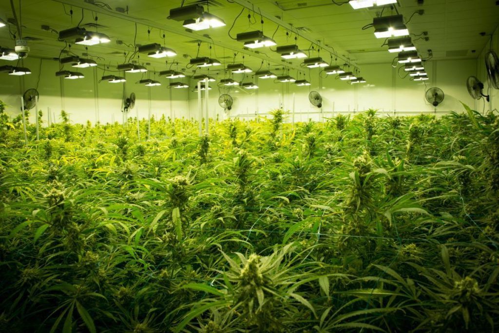 sea of green method