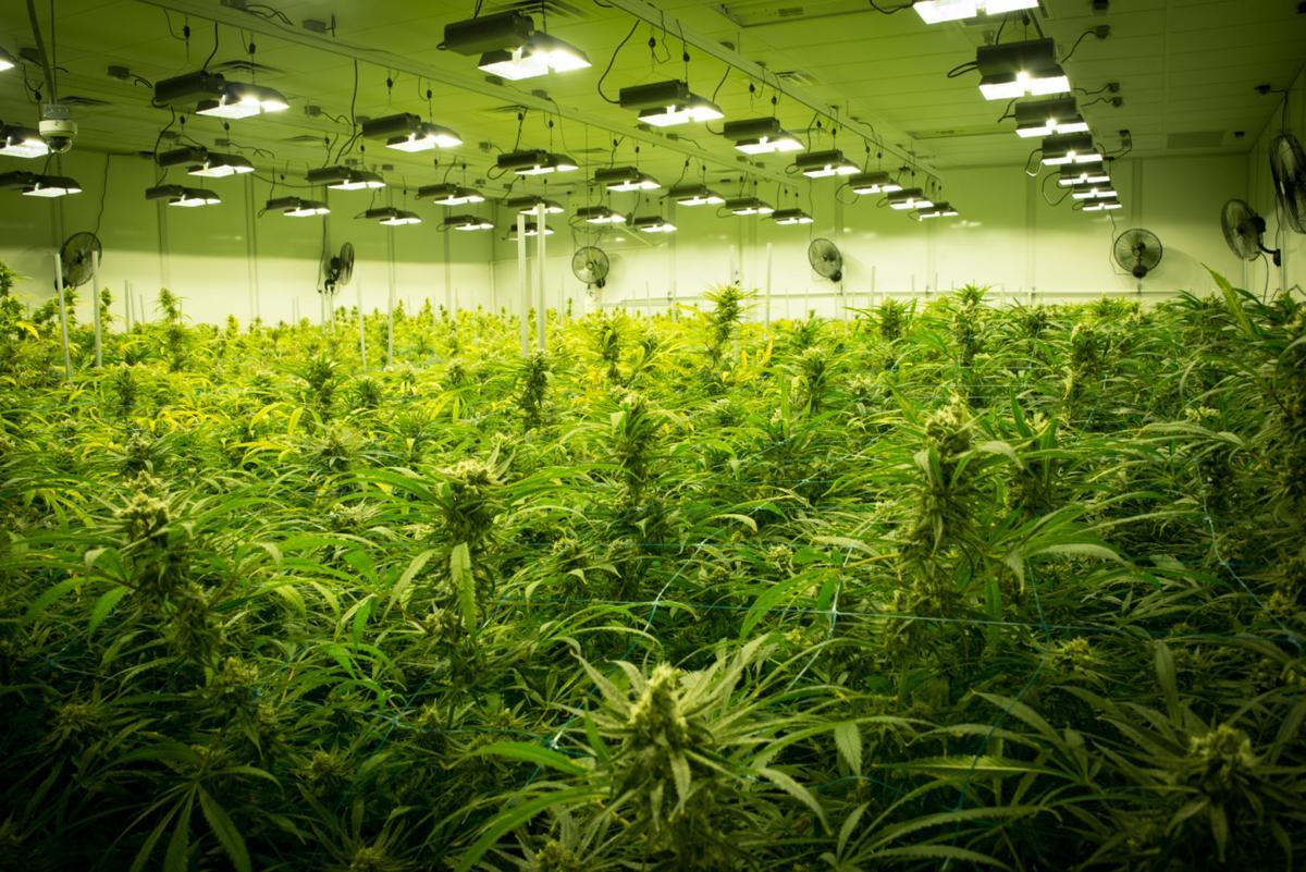 sea of green method