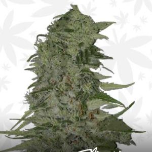 diamond girl feminized marijuana seed