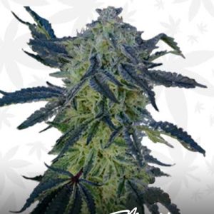 double scoop feminized marijuana seed