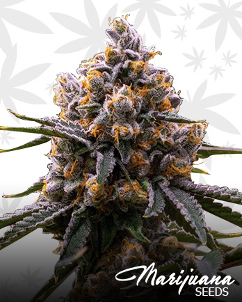 Mac 1 Strain
