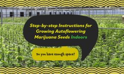 autoflowering marijuana seeds