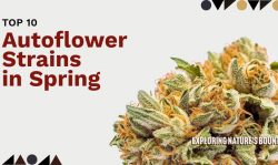 Autoflower Strains