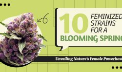 Feminized Strains