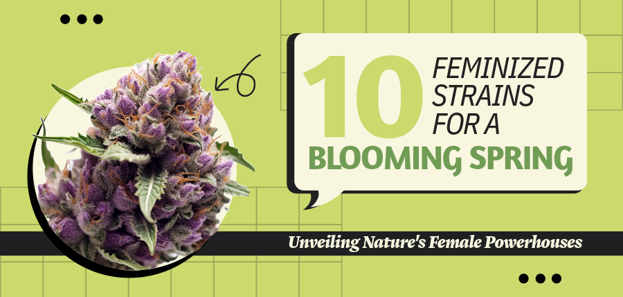 Feminized Strains